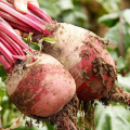 story-redbeet-2