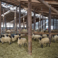 story-shepherd-gauche-2