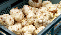 時間と愛情をかけて育てる、ほっくり甘い冬の味覚